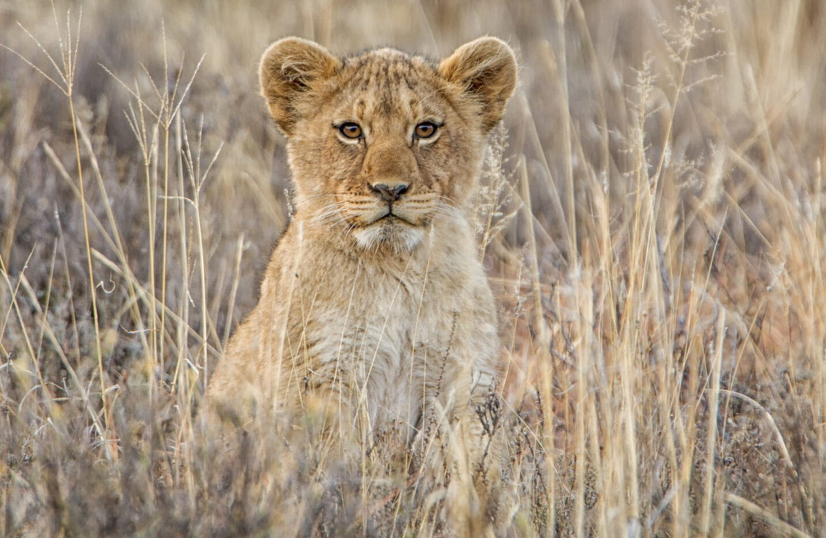 1920_emiratesskycargofightstokeepwildlifewild-e1741000279579.jpg